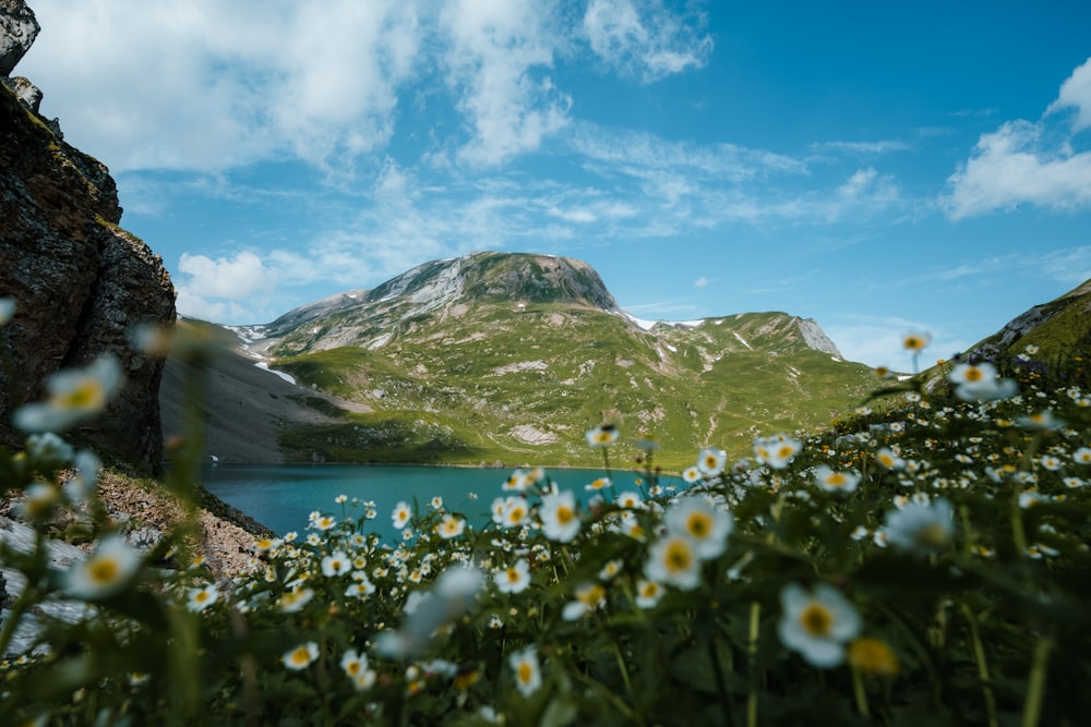青い空と白い雲の下、湖と山の近くの緑の芝生に白い花