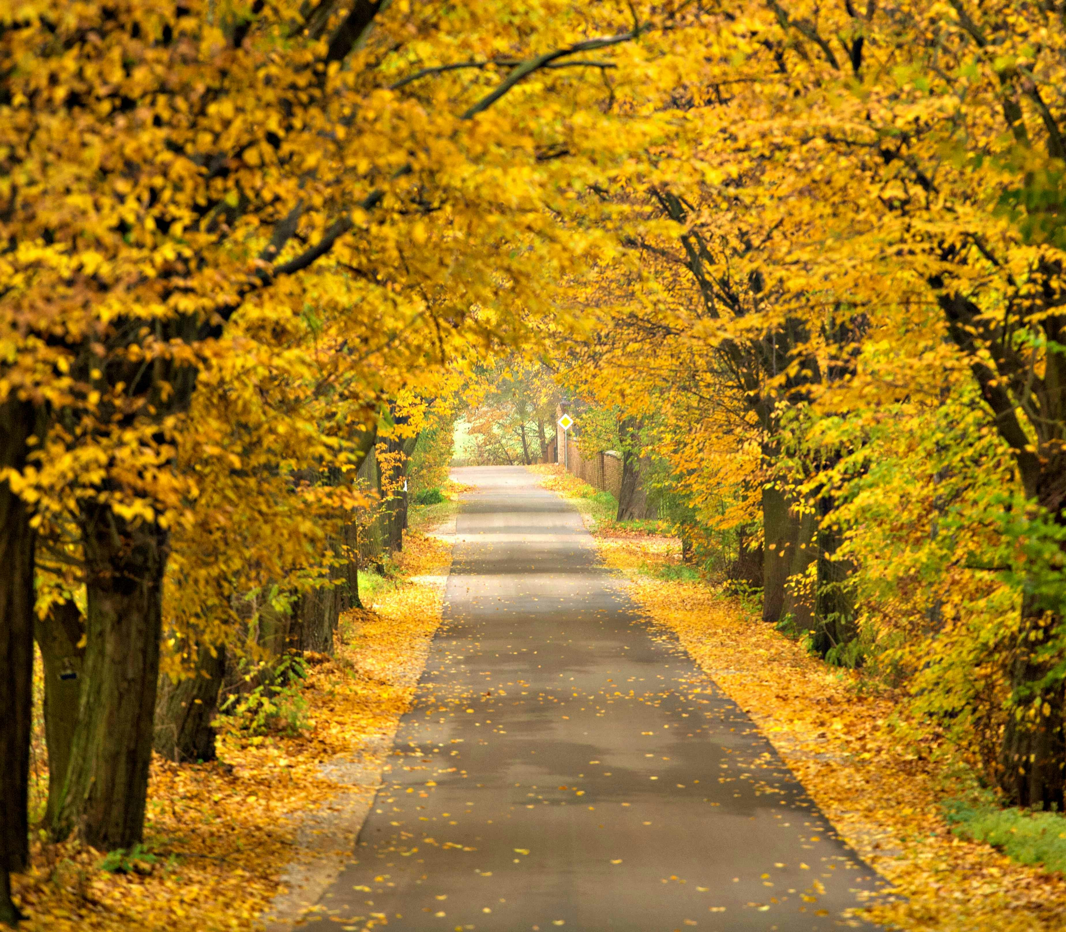 gray concrete road between green trees during daytime, Autumn - road with colorful