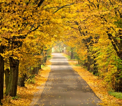 gray concrete road between green trees during daytime