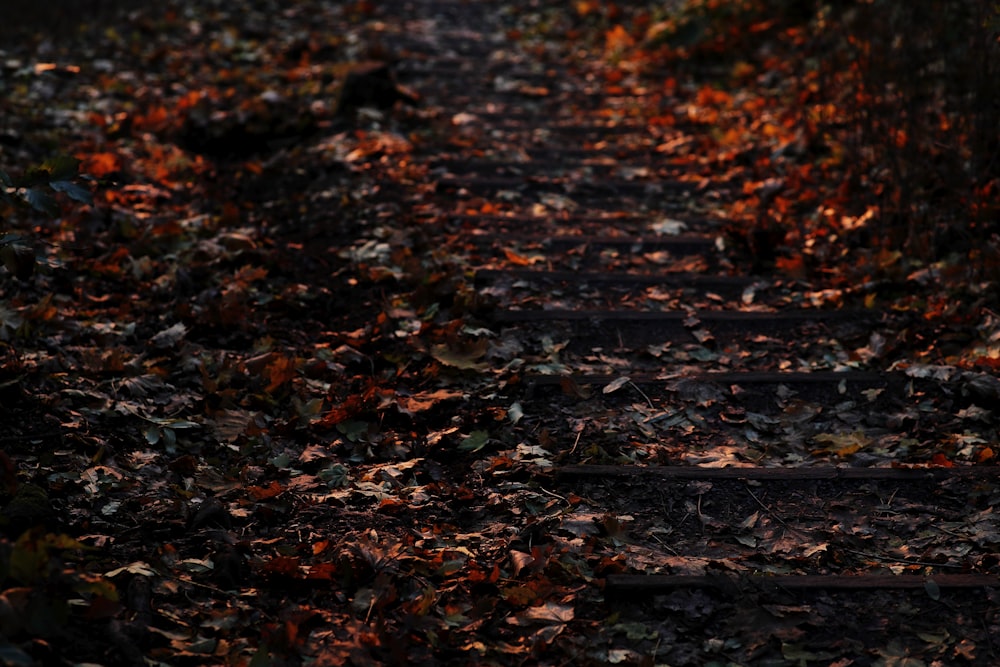 brown dried leaves on ground