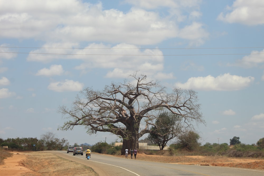 green tree on brown field under white clouds during daytime