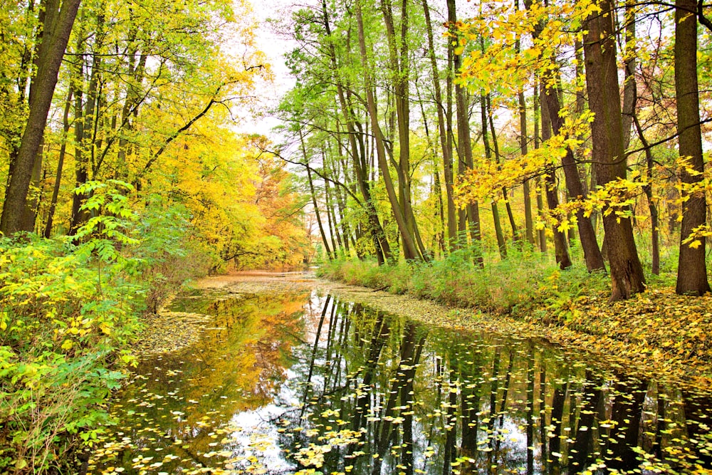 Grüne Bäume am Fluss während des Tages