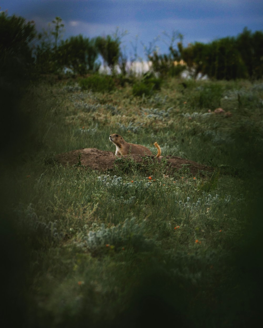 brown rabbit on green grass during daytime