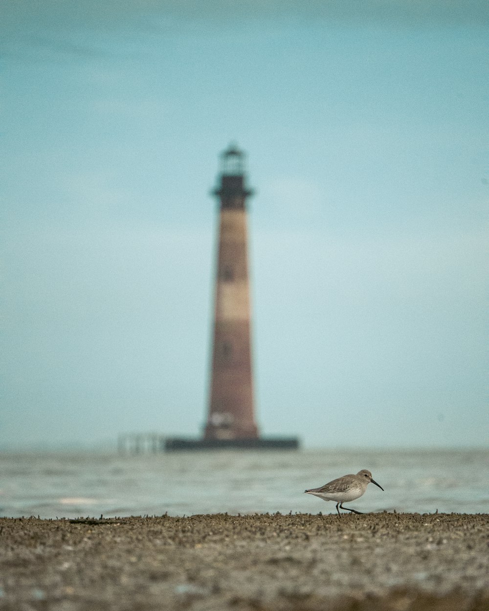 Phare brun et blanc sur le sable brun près du plan d’eau pendant la journée