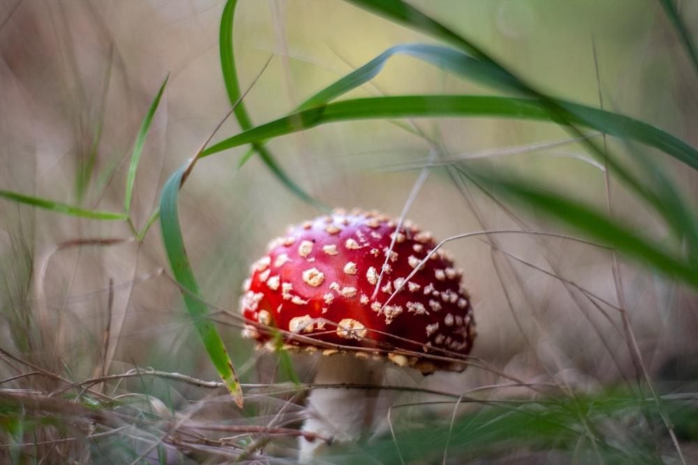 red and white strawberry on green grass