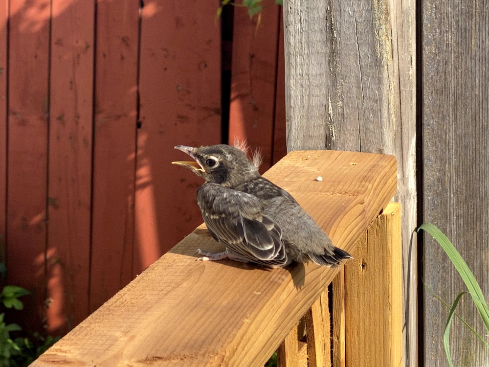 gray bird on brown wooden fence