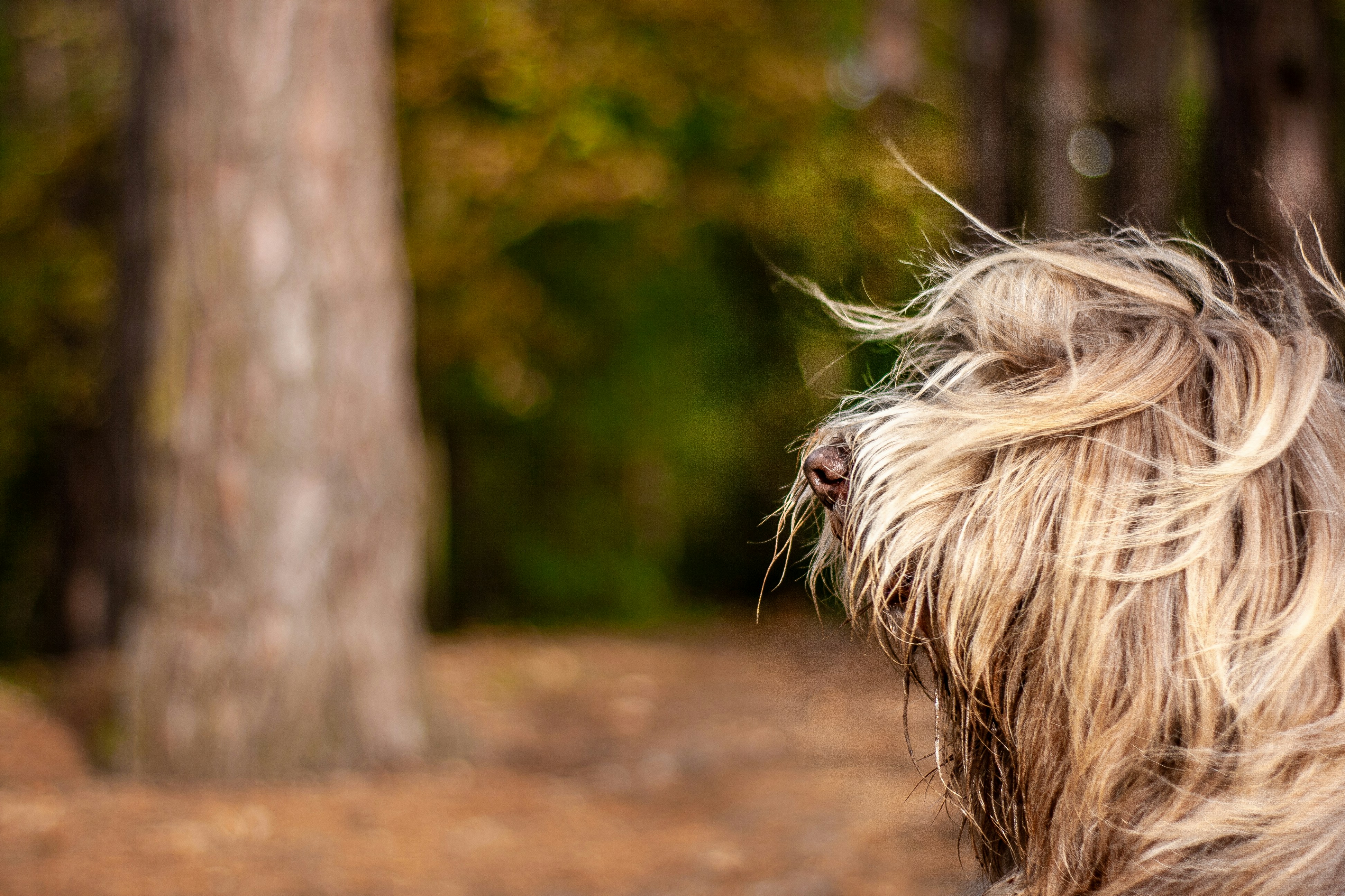 brown and white long coated dog