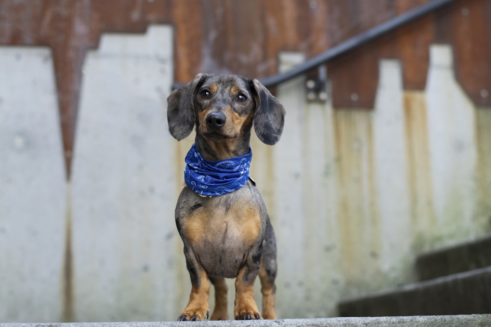 black and brown short coated dog