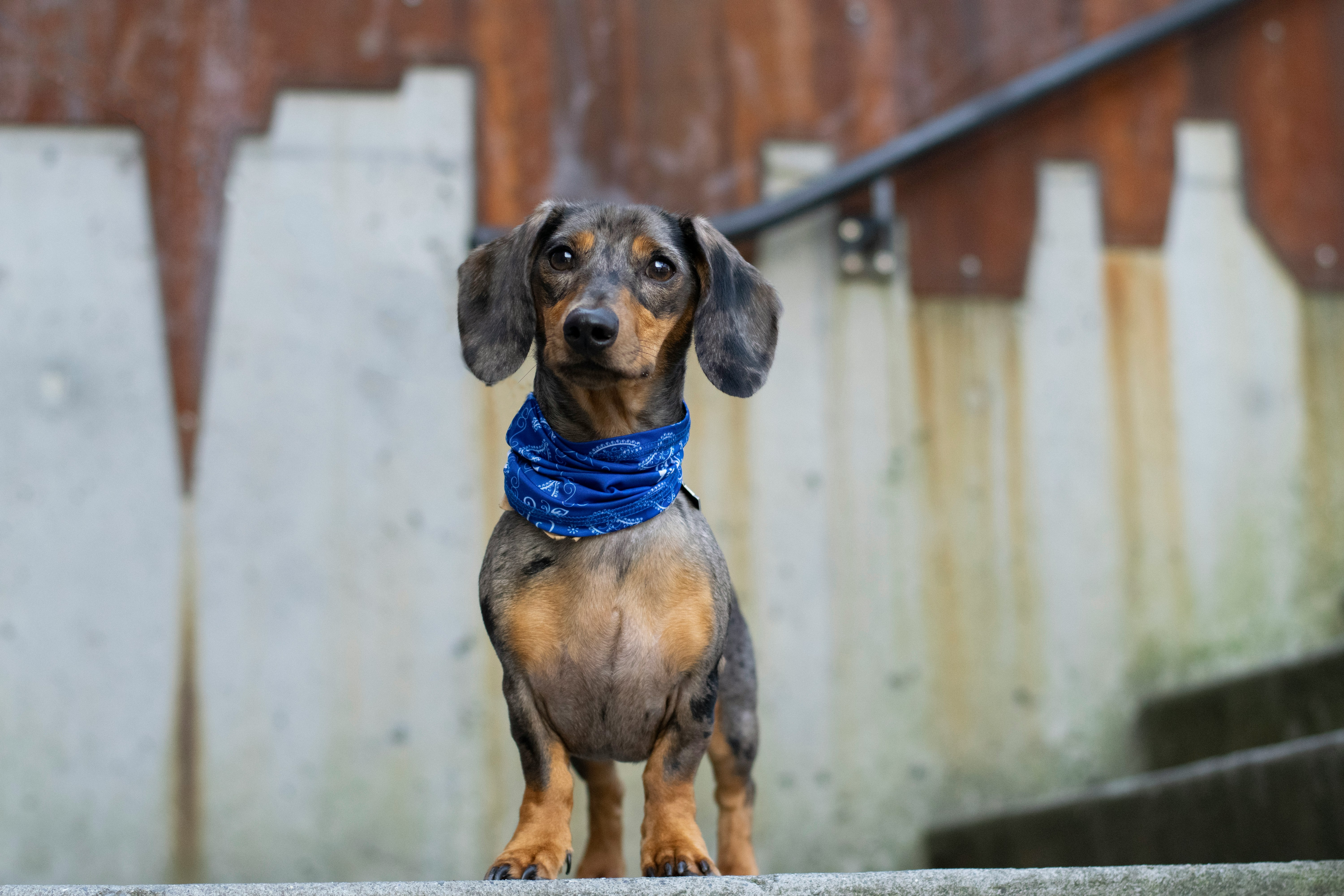 Photo de dachshund par Katie Bernotsky