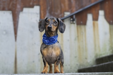 pet photography,how to photograph black and brown short coated dog