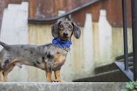A dachshund with a short, smooth coat and black spots stands on a concrete step. The dog wears a blue bandana around its neck and gazes directly at the camera. In the background, there is a rusted metal and concrete structure with a series of steps.