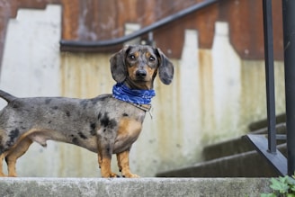 A dachshund with a short, smooth coat and black spots stands on a concrete step. The dog wears a blue bandana around its neck and gazes directly at the camera. In the background, there is a rusted metal and concrete structure with a series of steps.