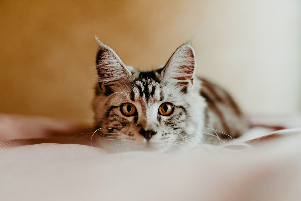 brown and white tabby cat