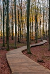 brown wooden pathway in between trees during daytime