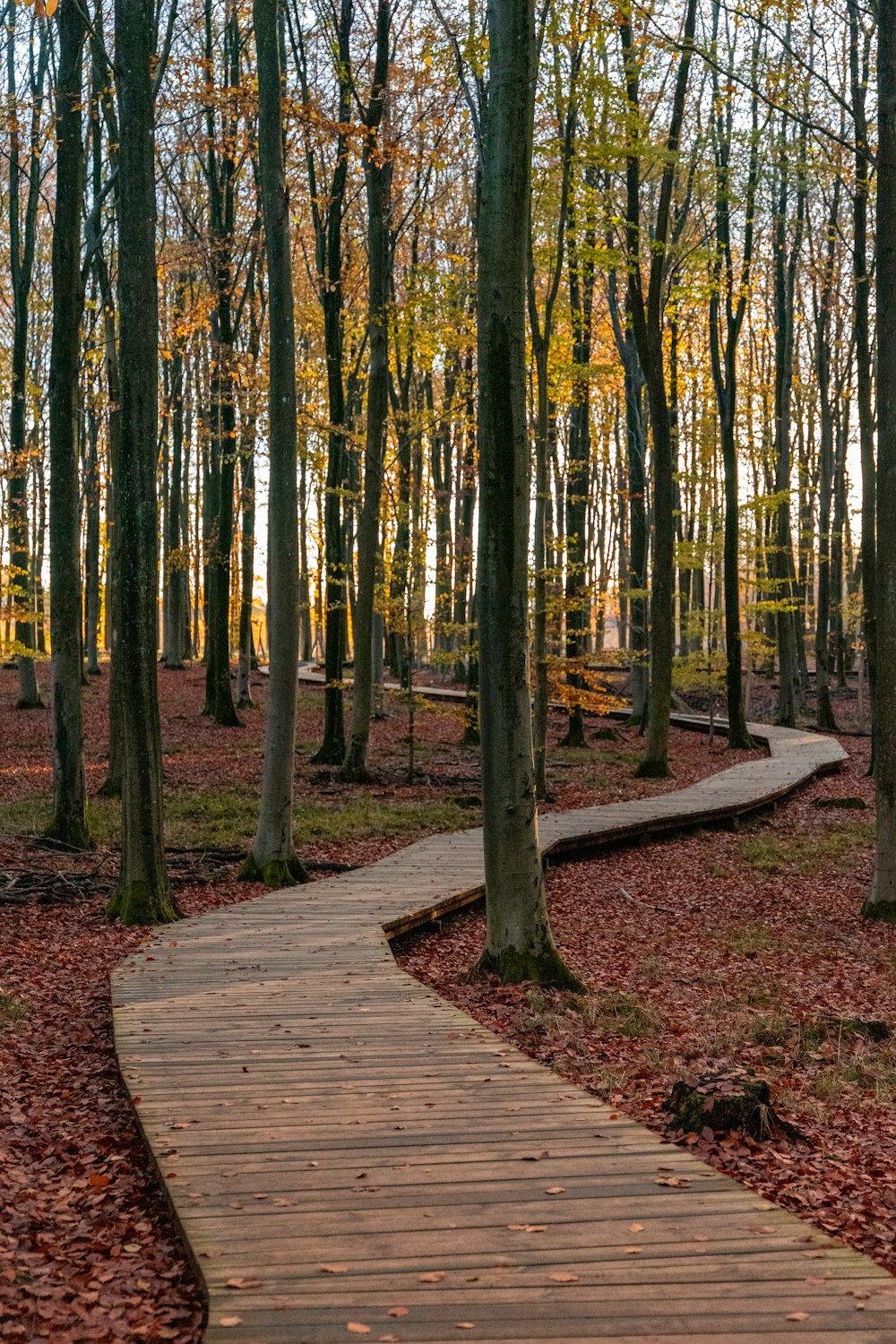 brown wooden pathway in between trees during daytime