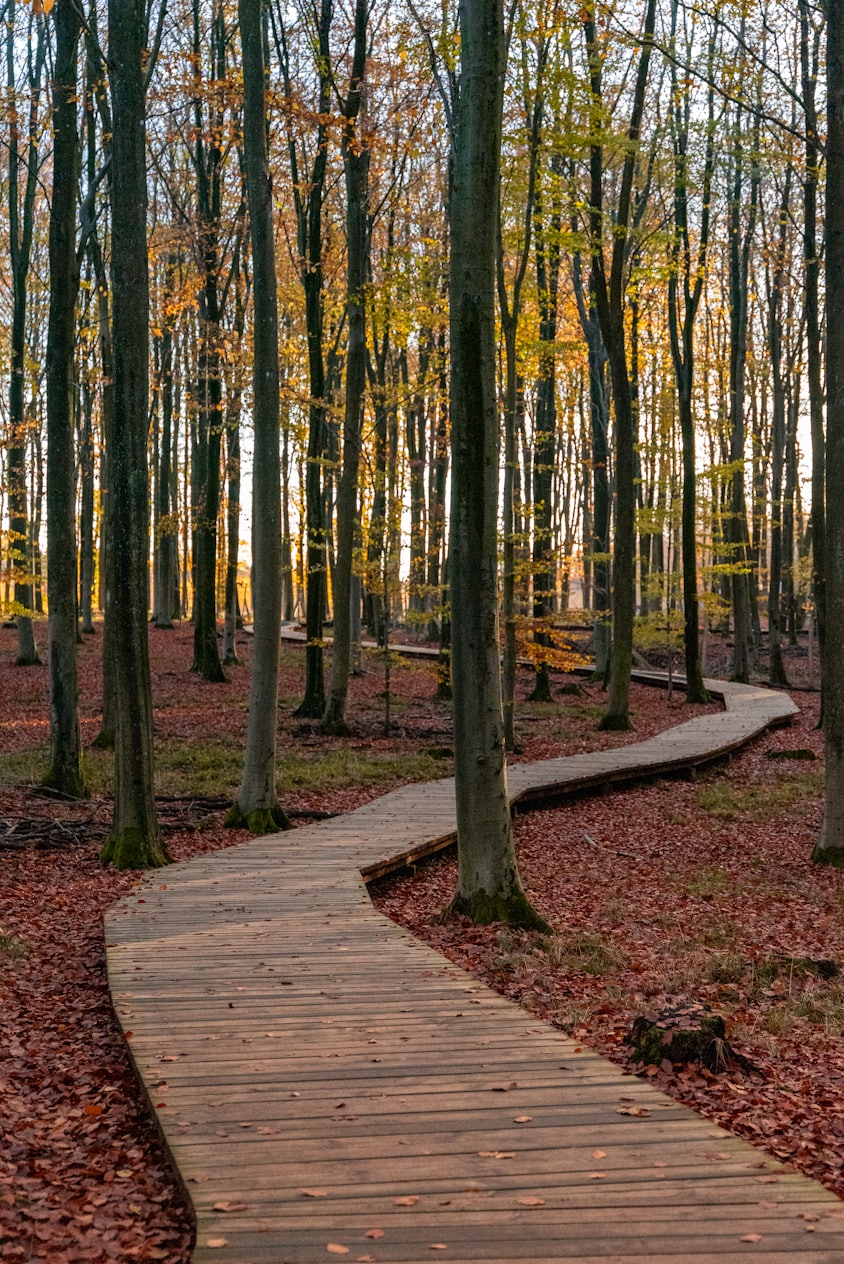 brown wooden pathway in between trees during daytime