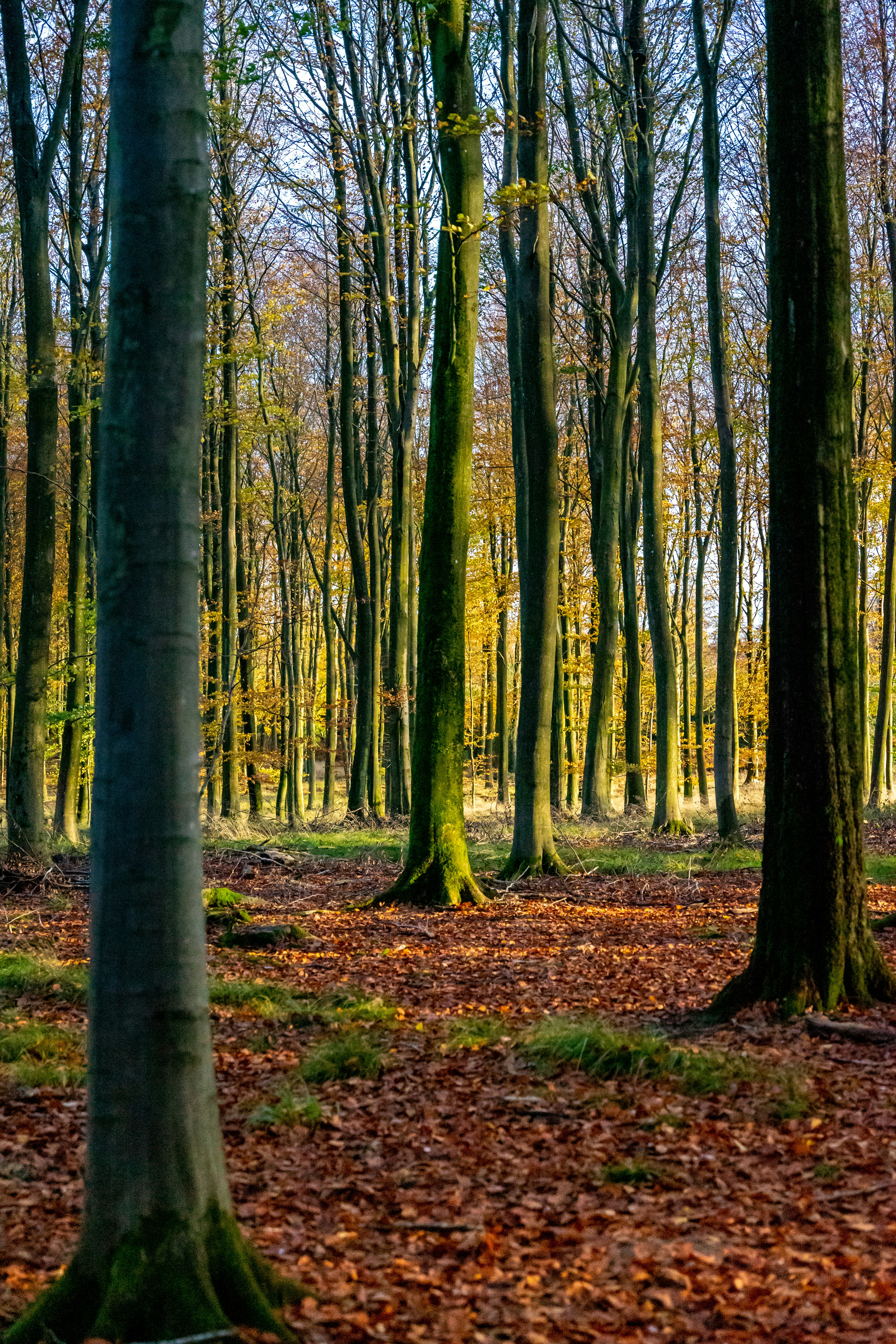 Photo by razvan_mirel