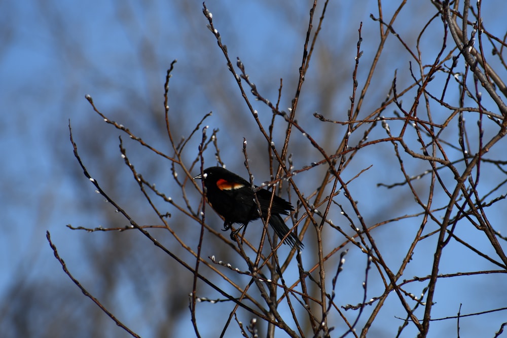 pájaro negro en el árbol desnudo durante el día