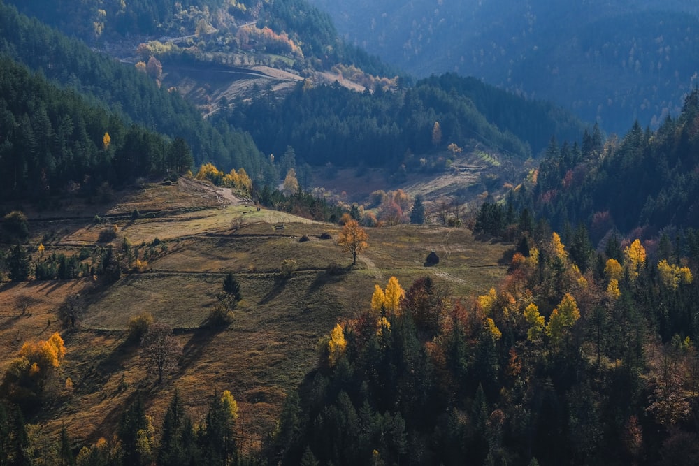 alberi verdi e marroni sulla montagna durante il giorno