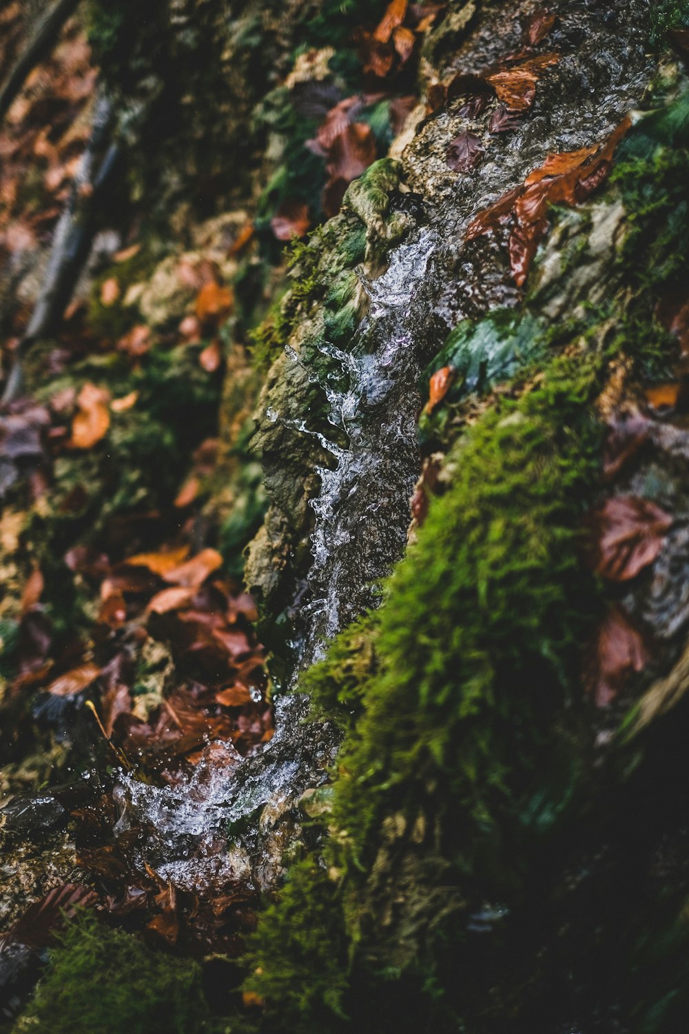 green moss on brown tree trunk