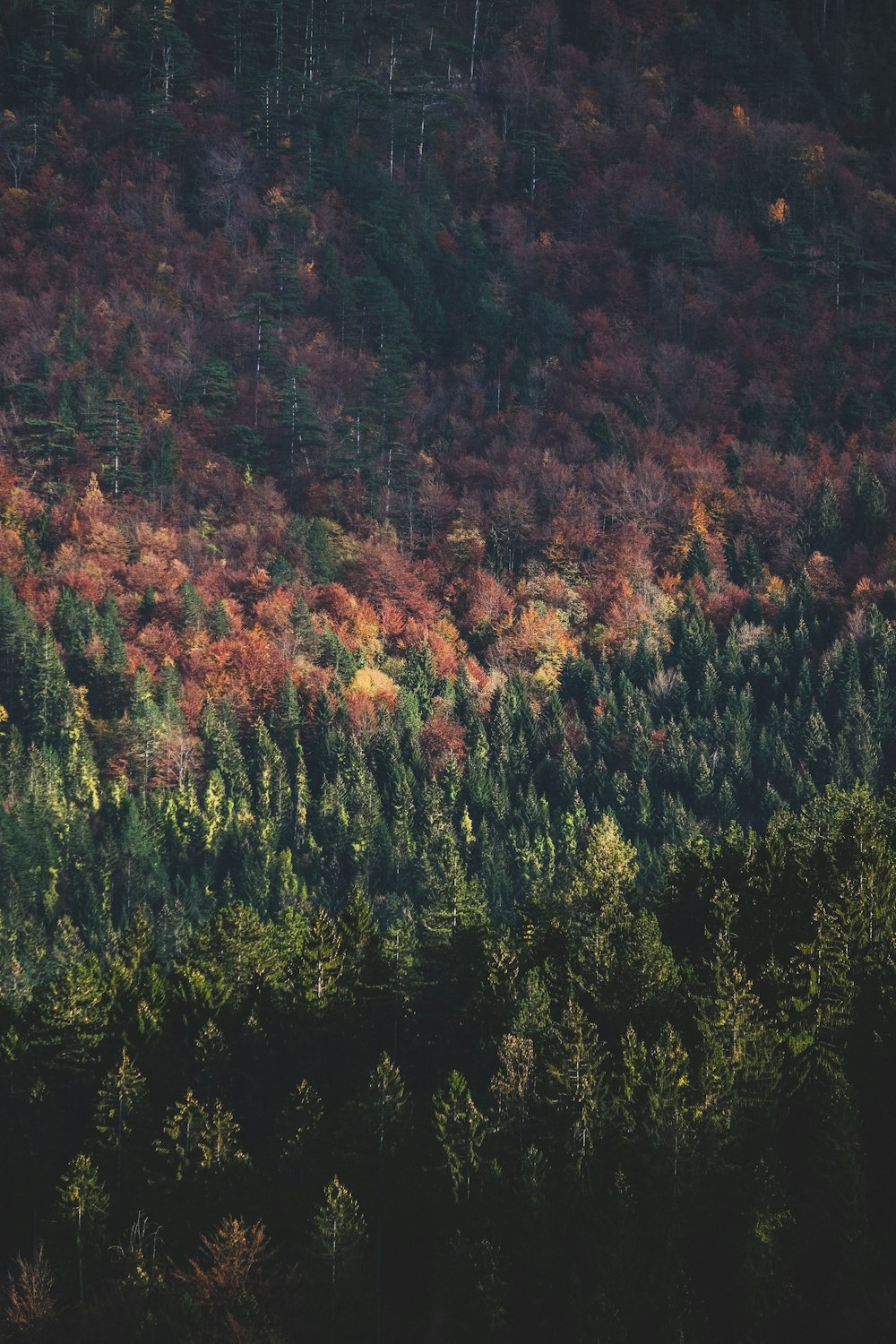 green and brown trees during daytime