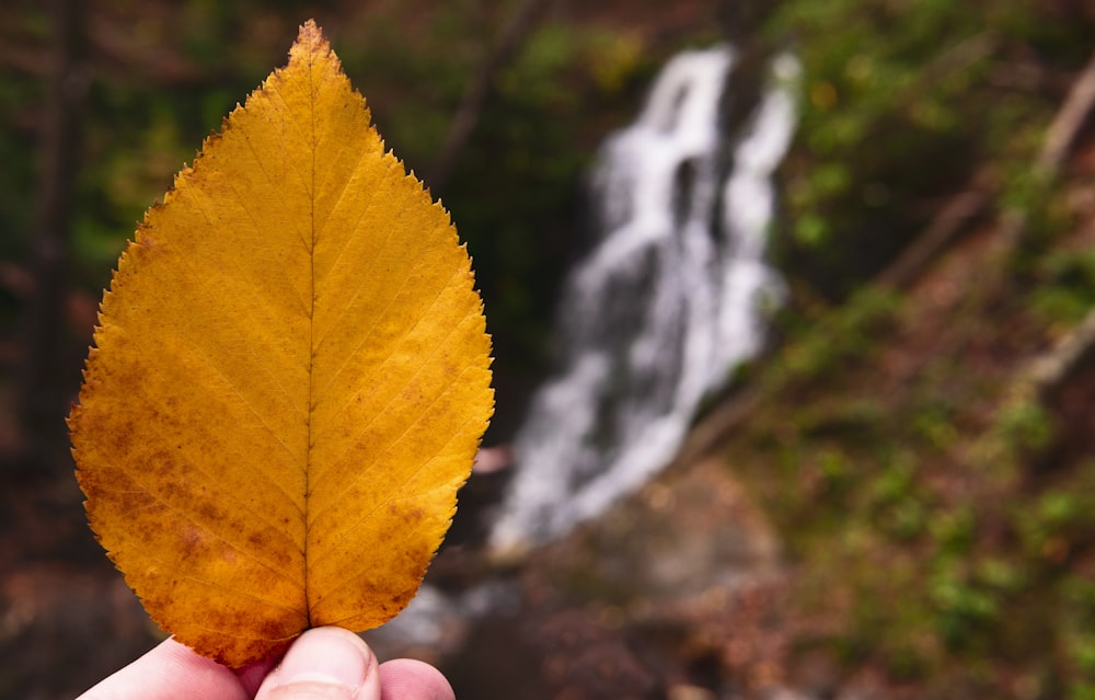 yellow leaf on persons hand