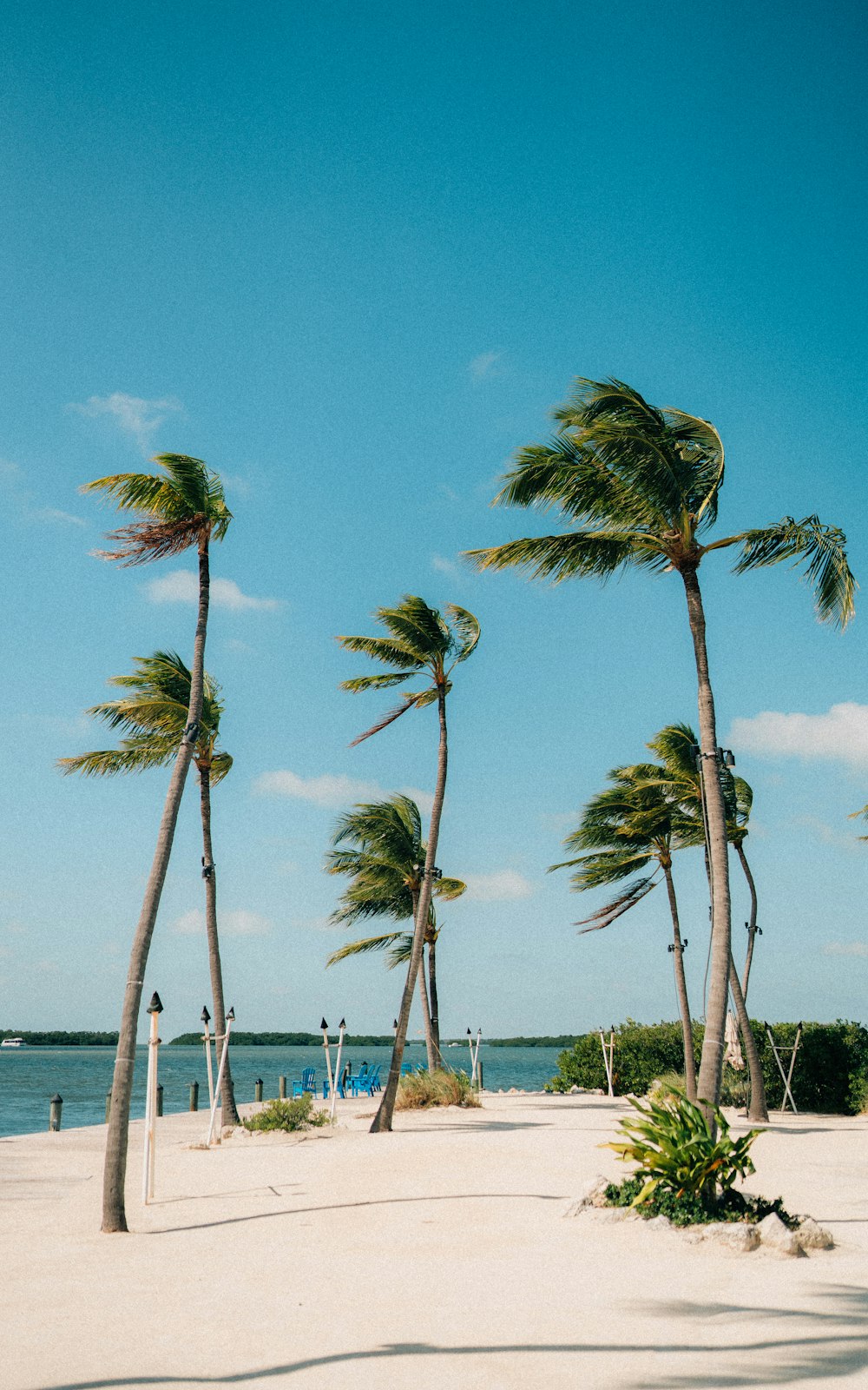 palm trees on beach shore during daytime