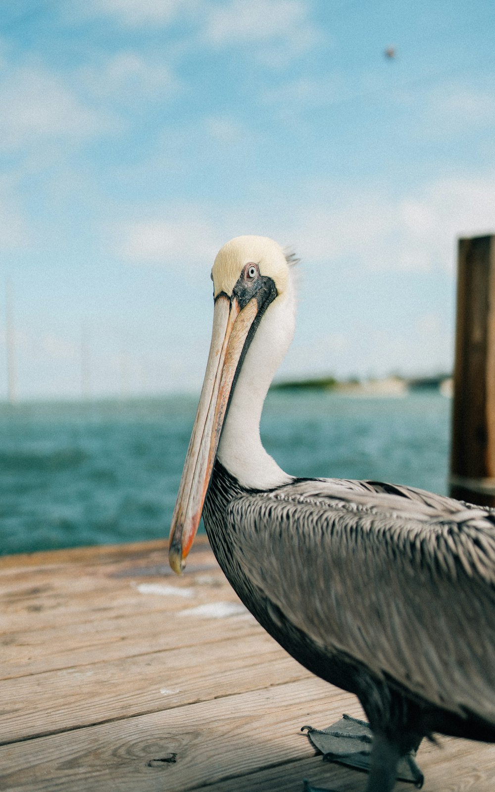 pelicano na doca de madeira marrom durante o dia