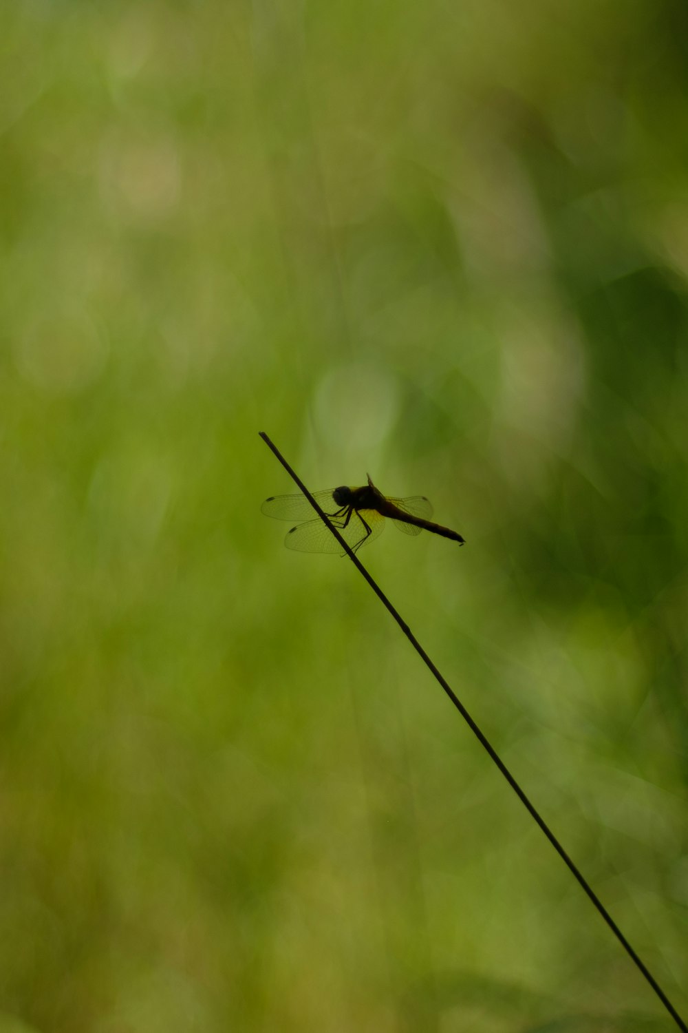 black dragonfly perched on green grass in close up photography during daytime