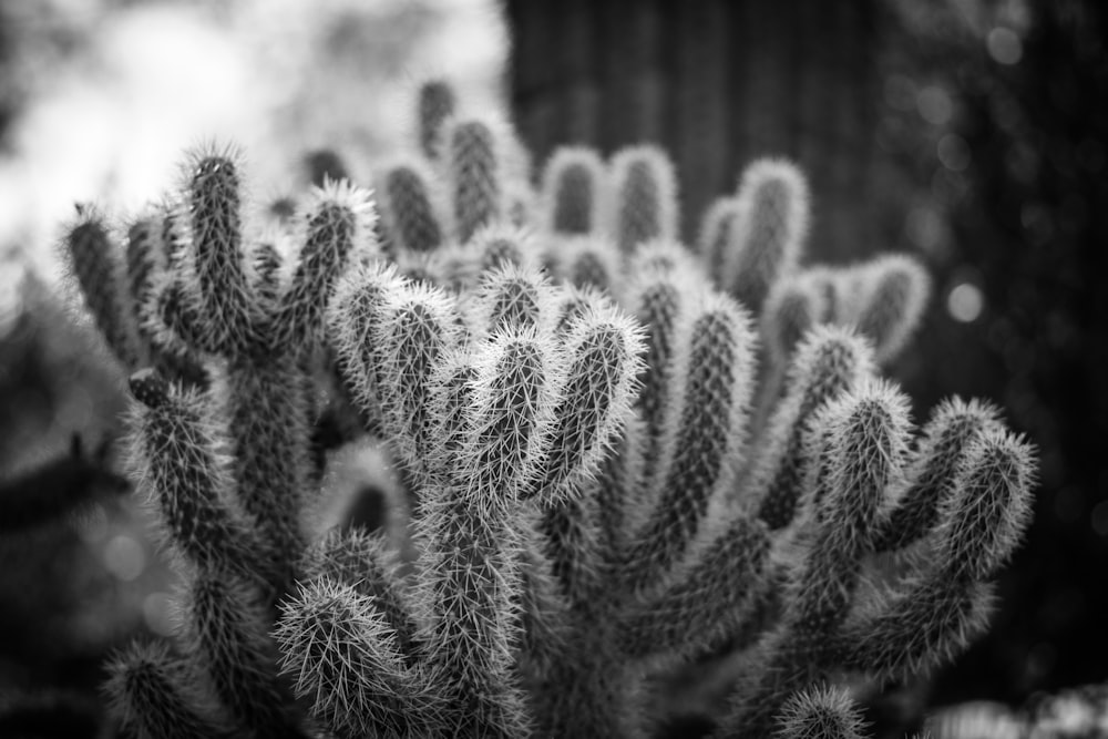 grayscale photo of cactus plant