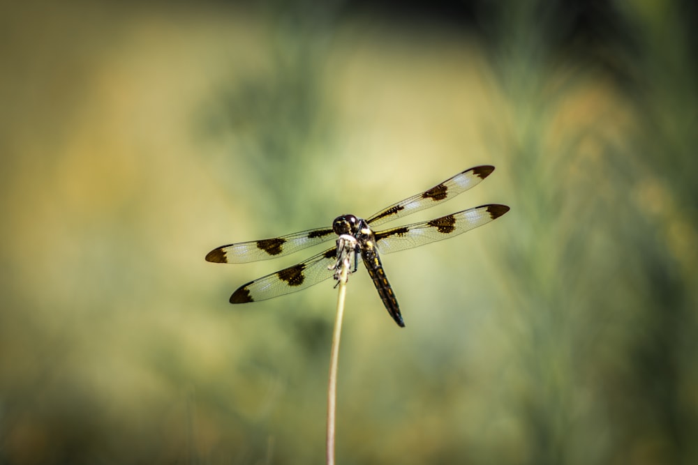 brown and white dragonfly on brown stem in tilt shift lens