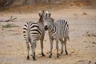 2 zebra standing on brown sand during daytime
