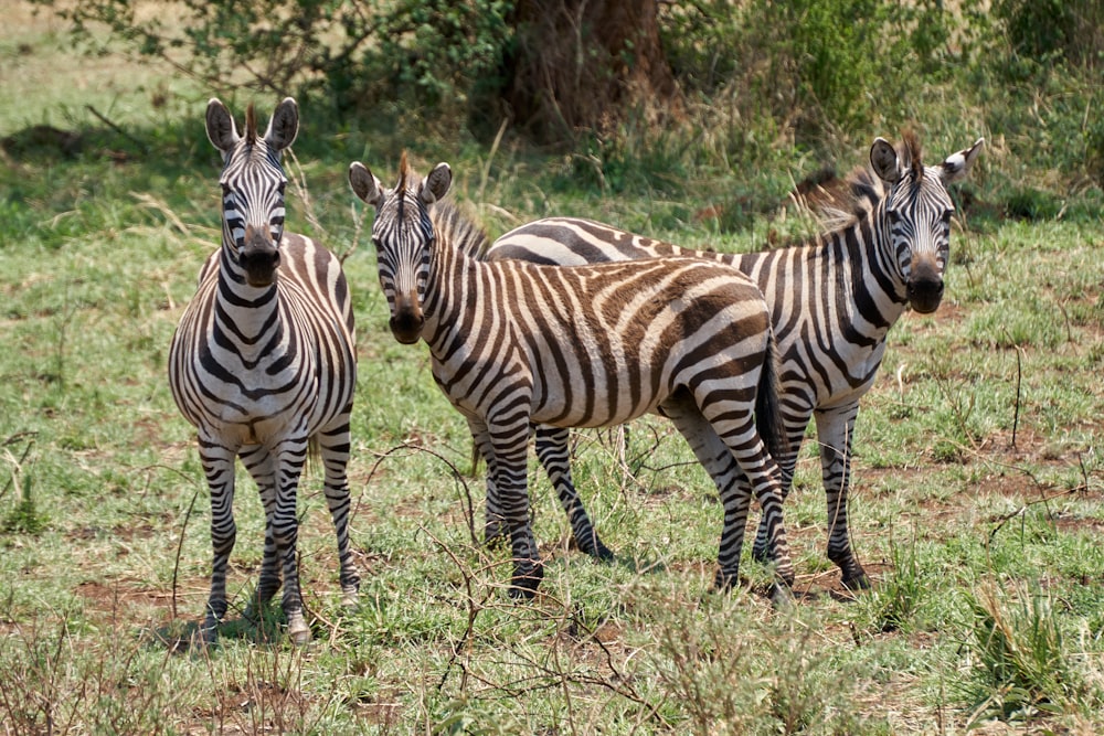 zebra on green grass field during daytime