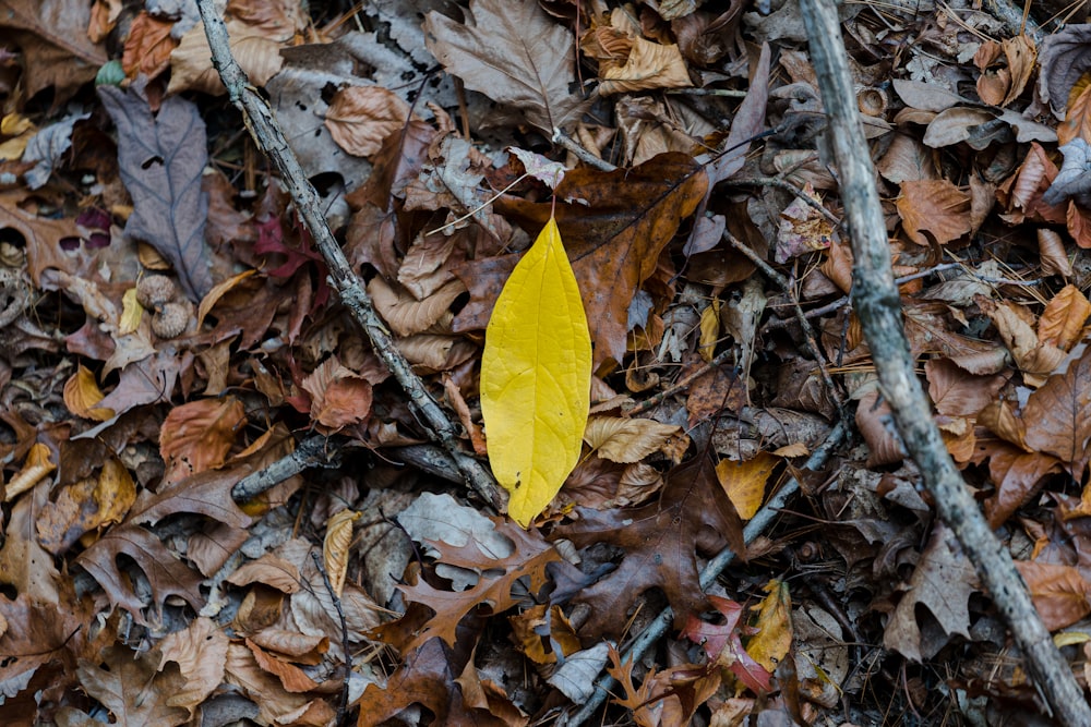 yellow leaf on brown dried leaves