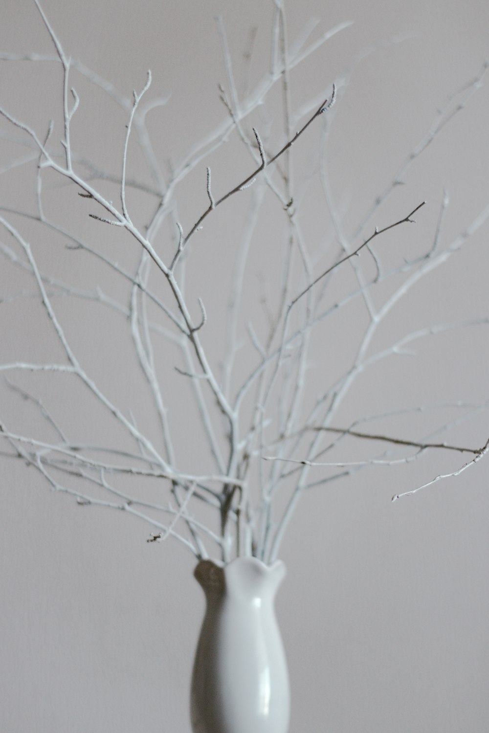 white bird on leafless tree