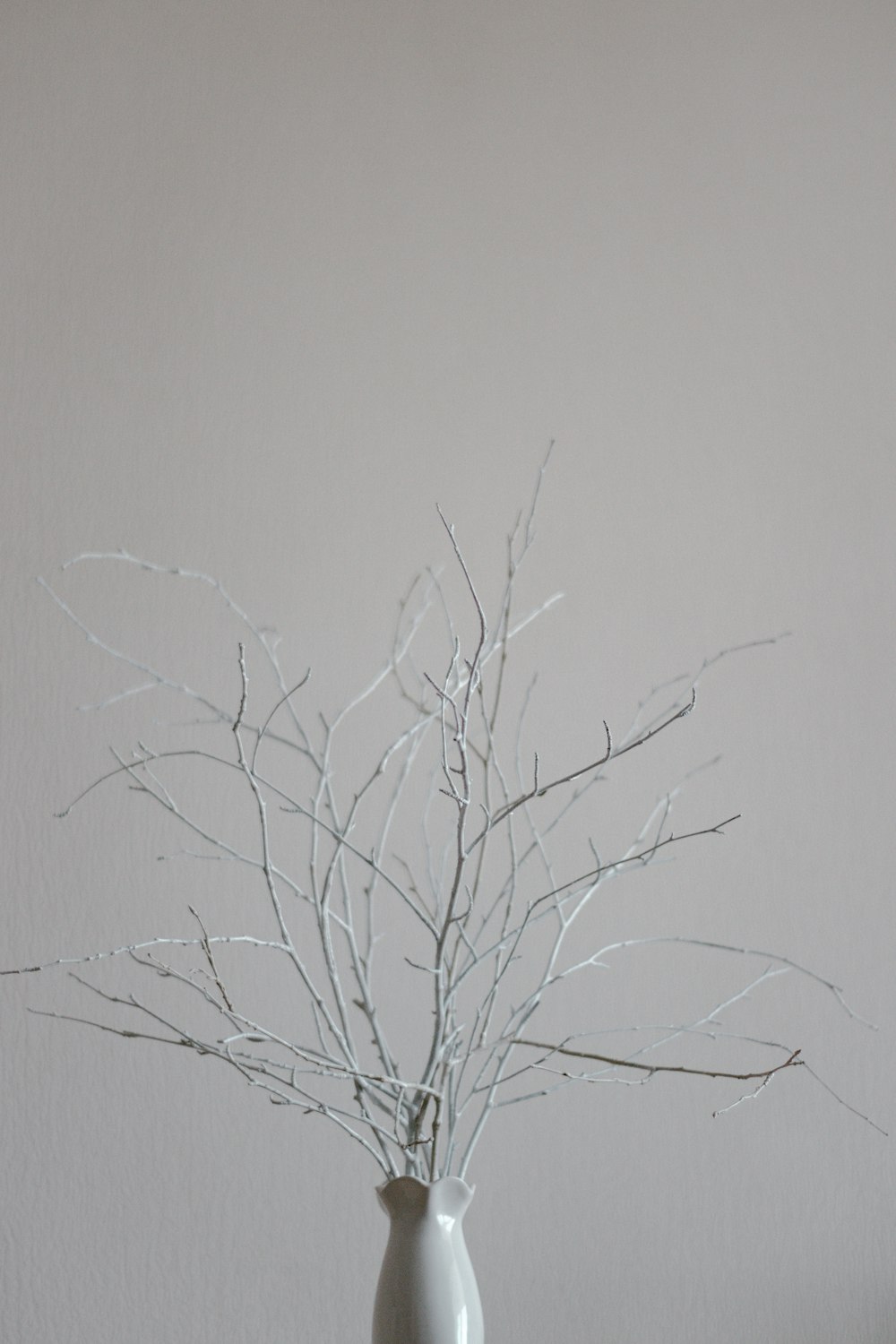 leafless tree on white background