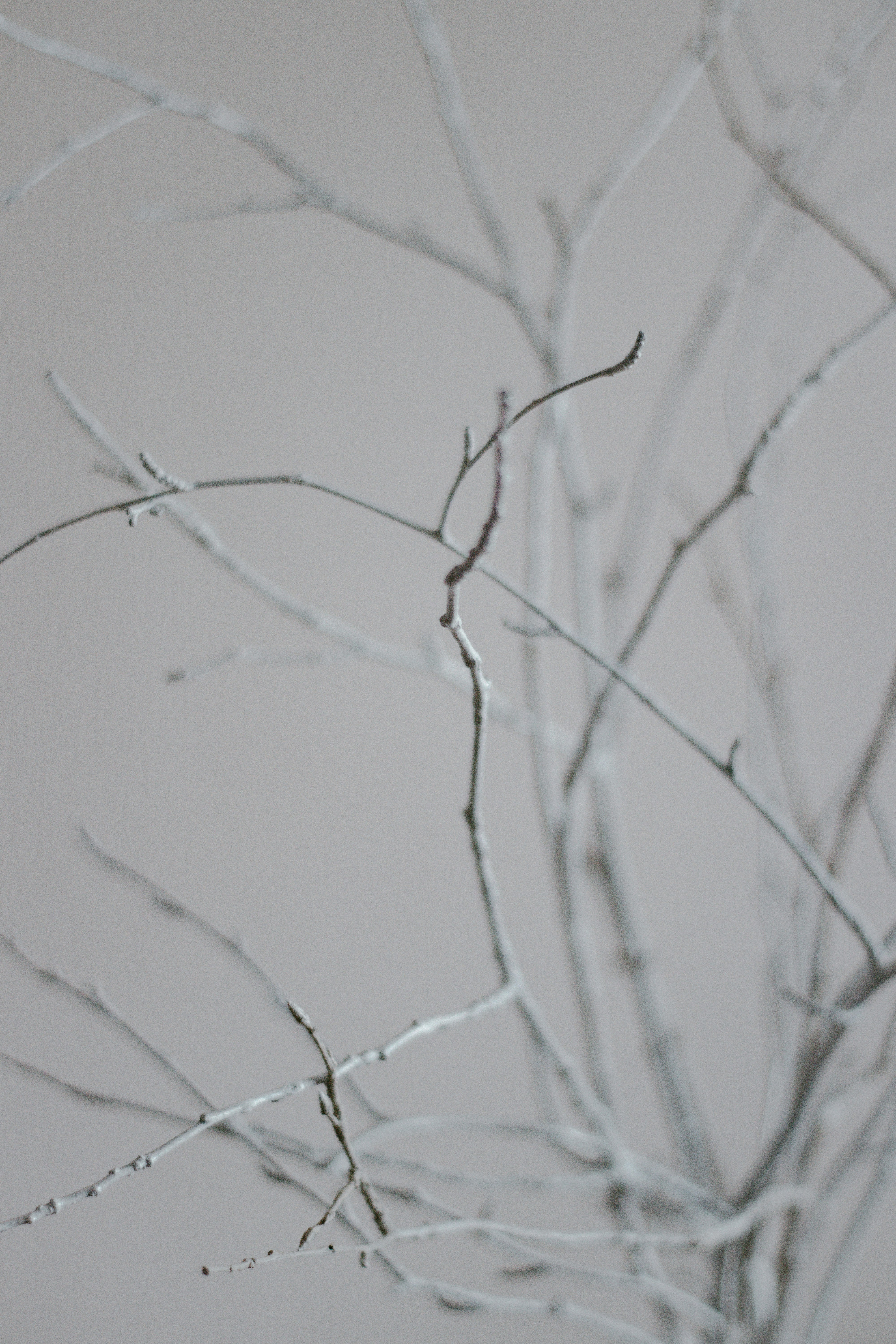 leafless tree branch on white background