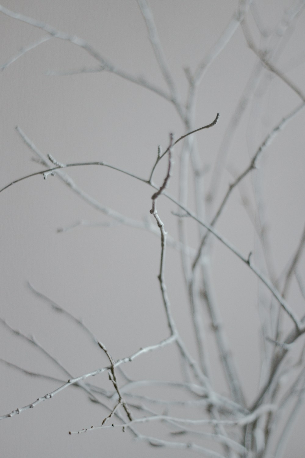 leafless tree branch on white background