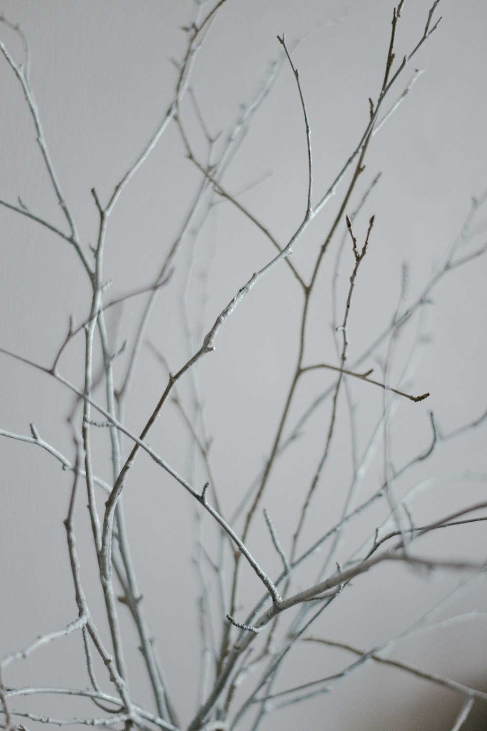 흰색 바탕에 잎 없는 나뭇가지