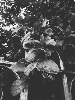 Minimalist black and white image of a modern aluminum fence bordering a lush garden.