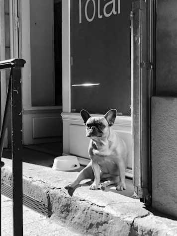 garde de chien paris