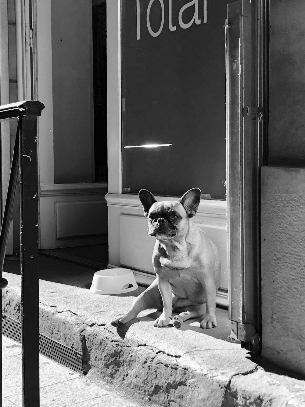 white and black french bulldog sitting on white chair