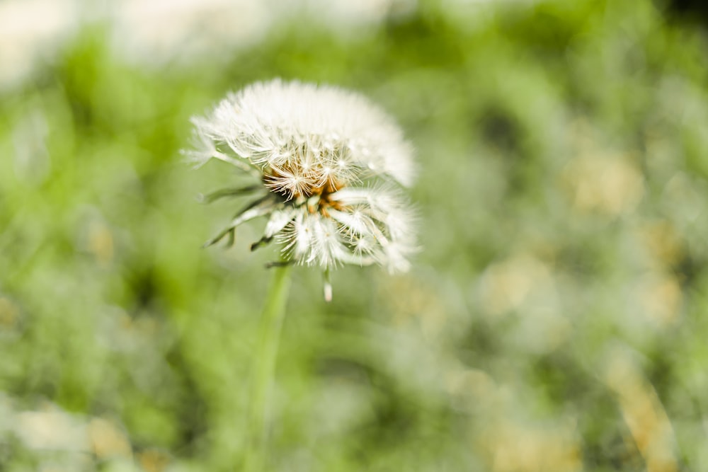 white dandelion in close up photography