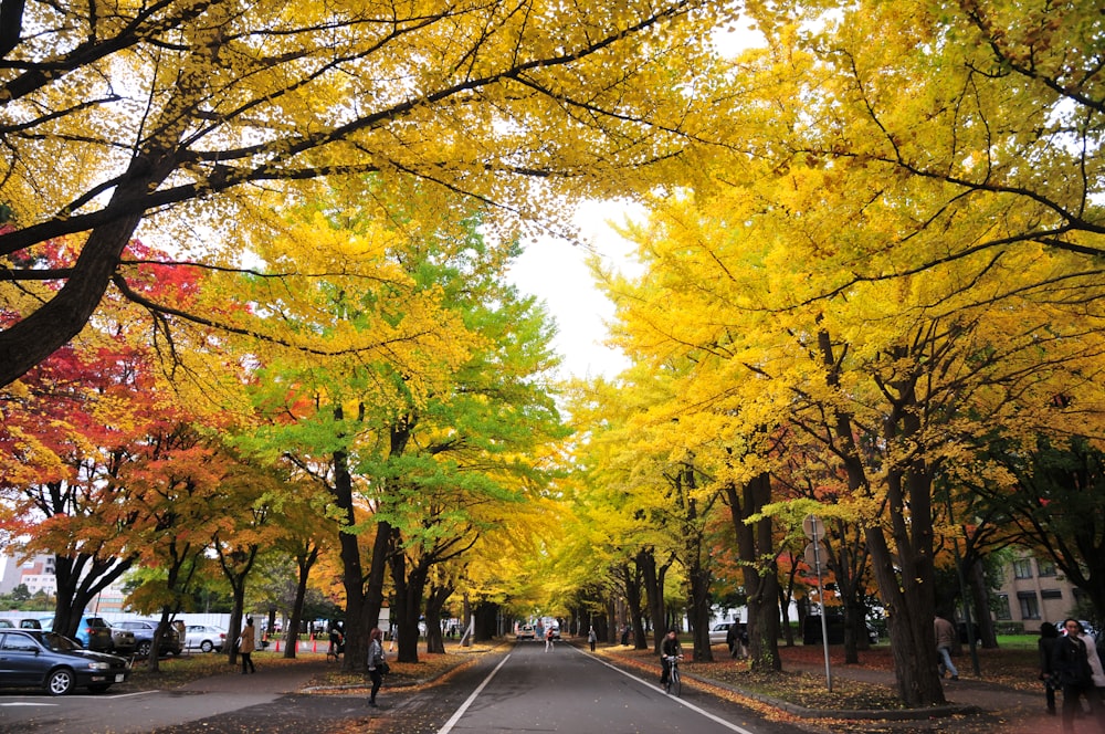 yellow and green trees on gray concrete road during daytime