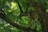 A large wild cat, possibly a cougar or mountain lion, perched on a sturdy tree branch surrounded by lush green foliage. The cat is observing its environment intently, blending well with the verdant background.