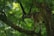 A large wild cat, possibly a cougar or mountain lion, perched on a sturdy tree branch surrounded by lush green foliage. The cat is observing its environment intently, blending well with the verdant background.