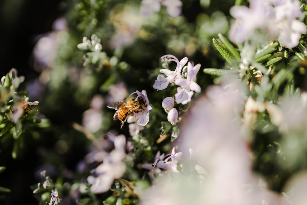 black and yellow bee on purple flower