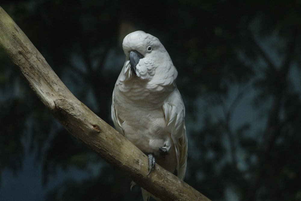 weißer Vogel auf braunem Ast