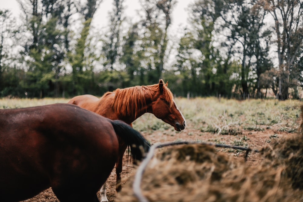 brown horse on green grass field during daytime