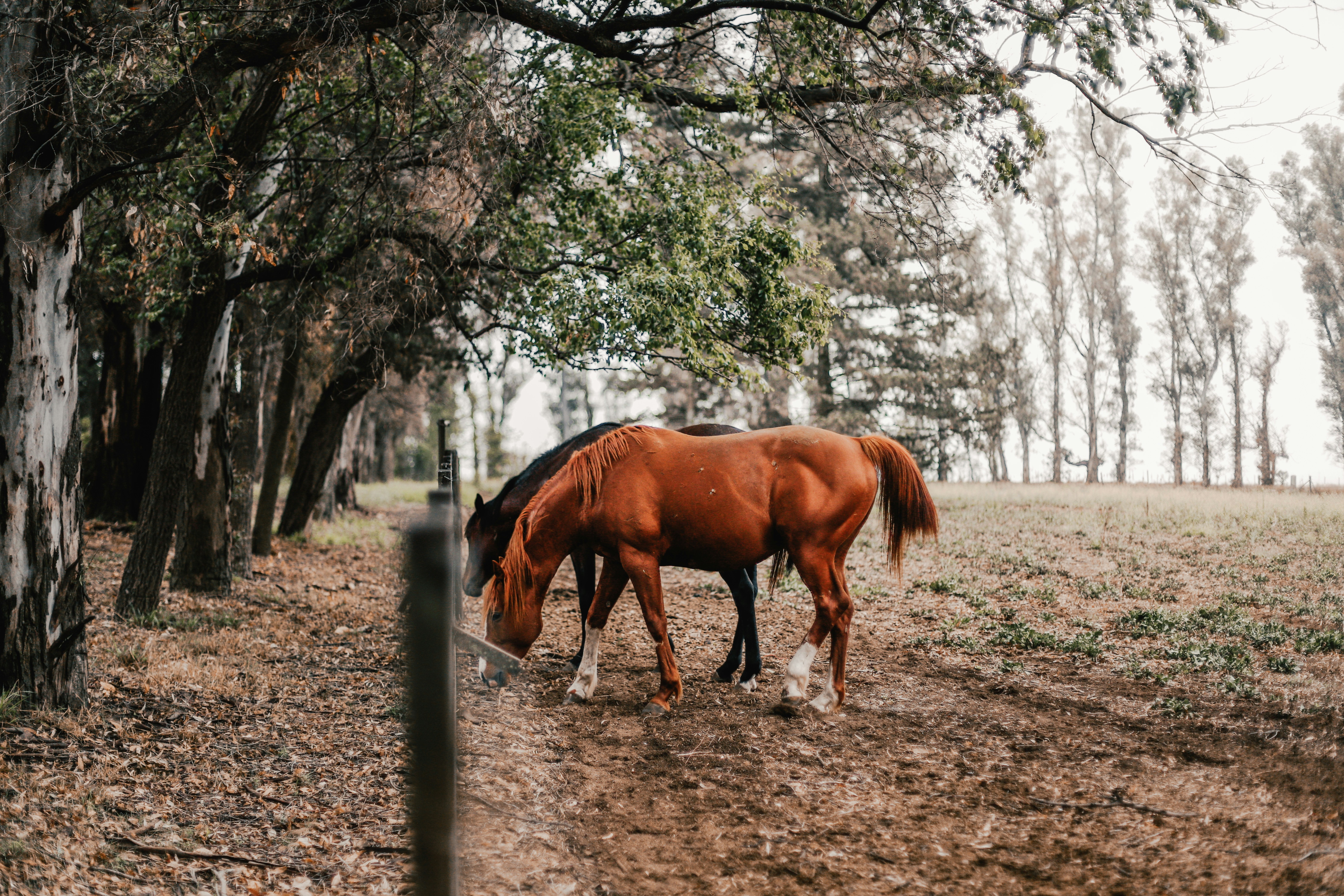 brown horse standing on brown soil during daytime